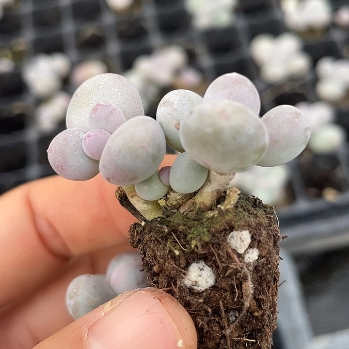 一物一拍满18包邮