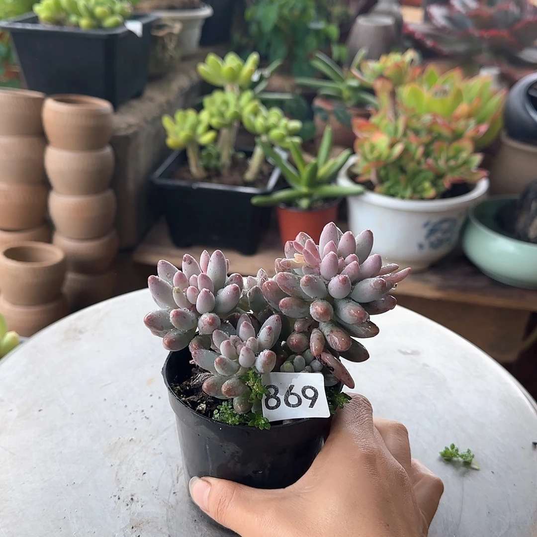 869号 一物一拍 一物一拍