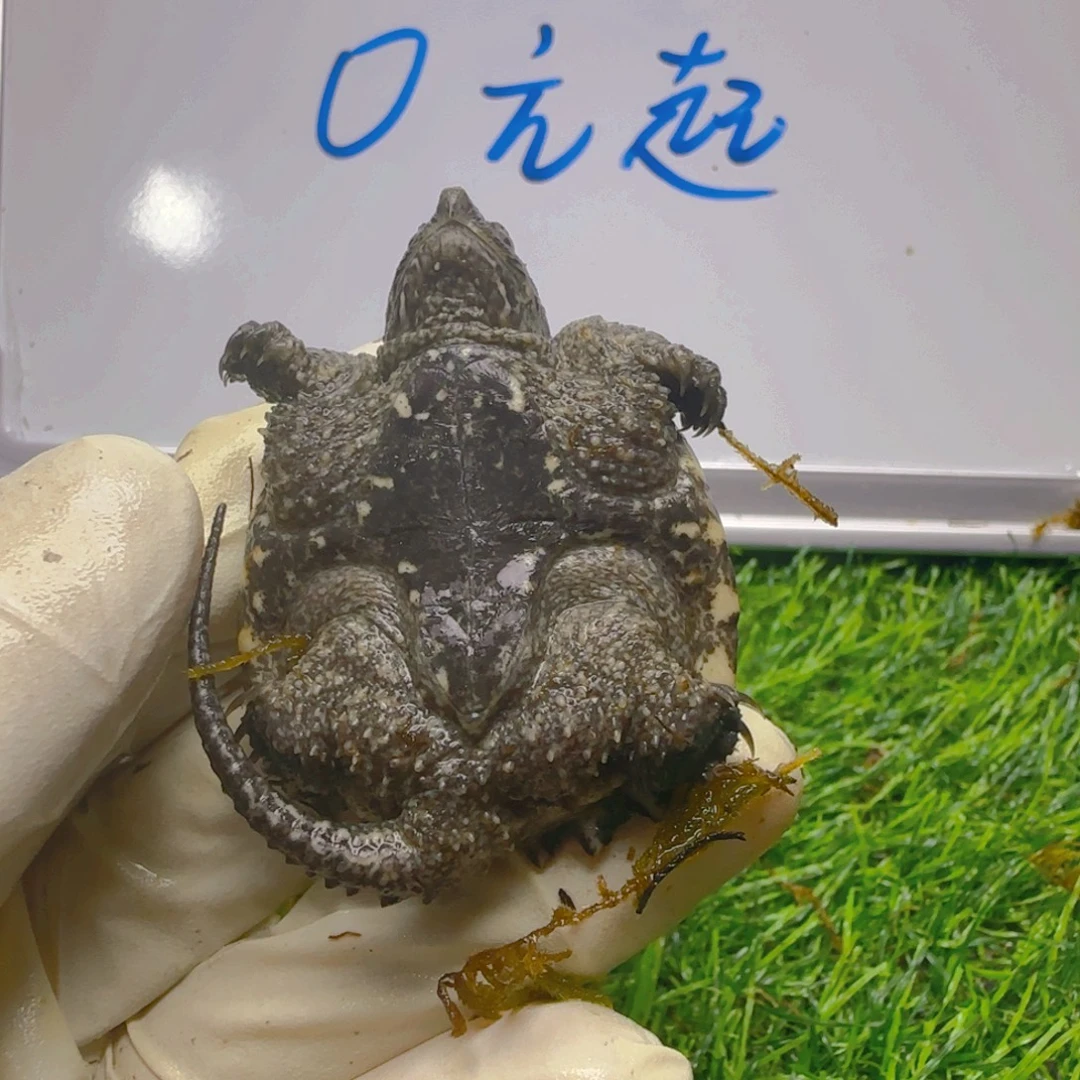 不分公母小鳄龟Kkk