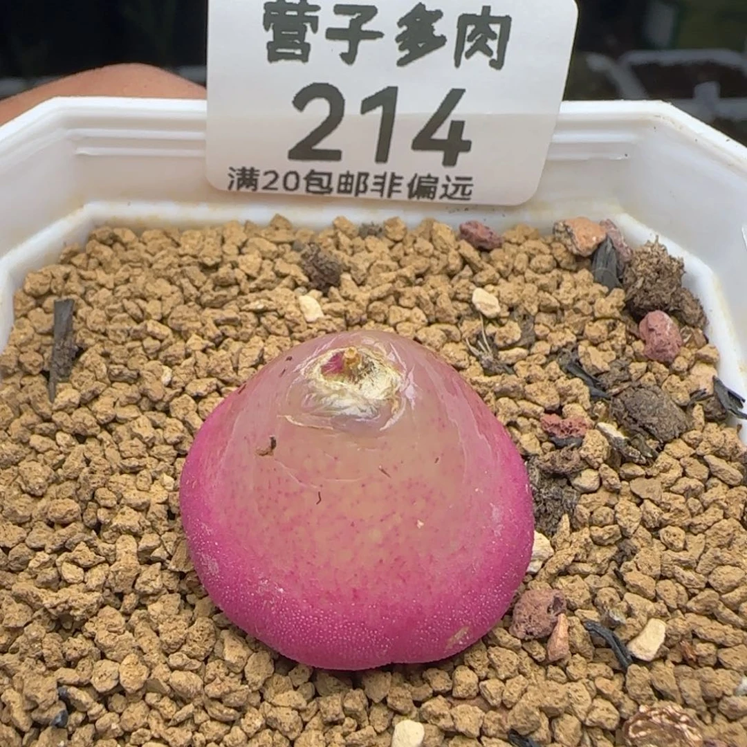 灯泡2.5带盆土。