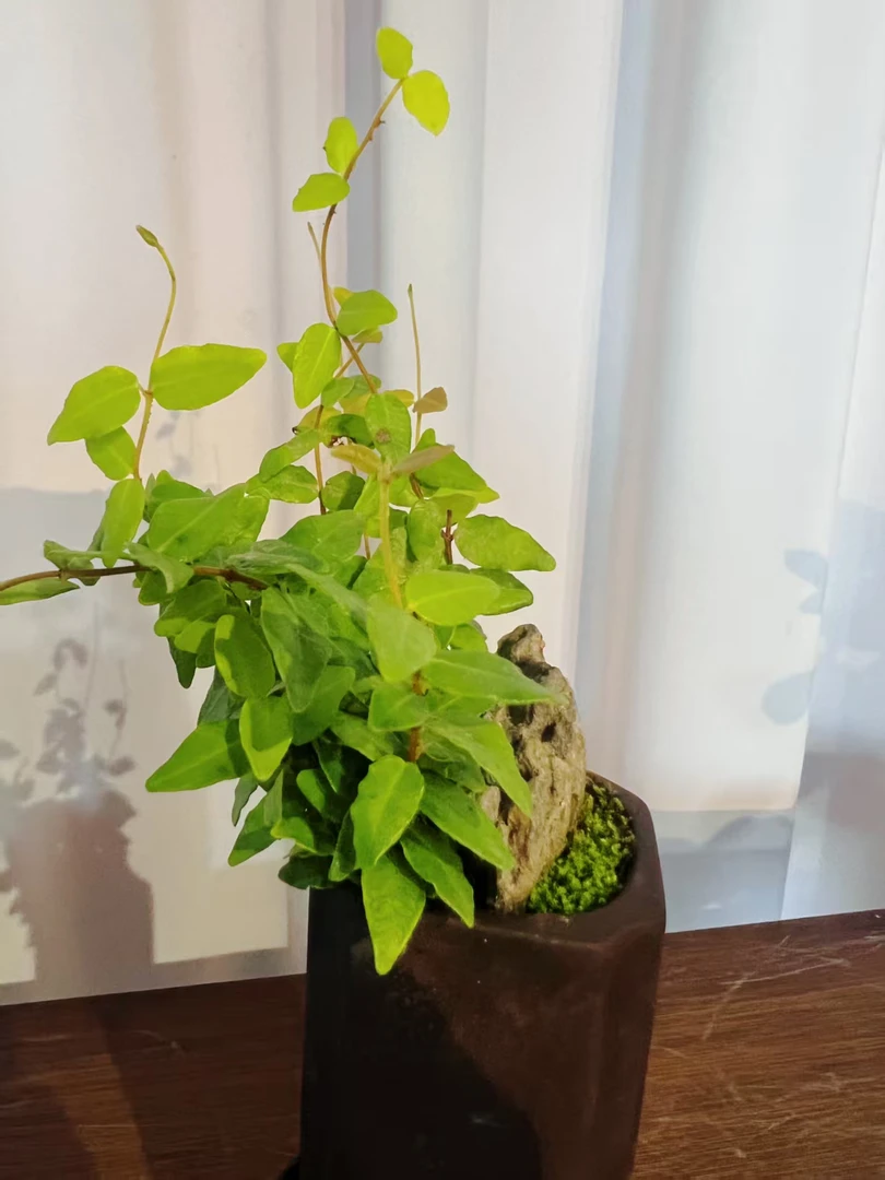 黄金缩面葛 带盆带底座