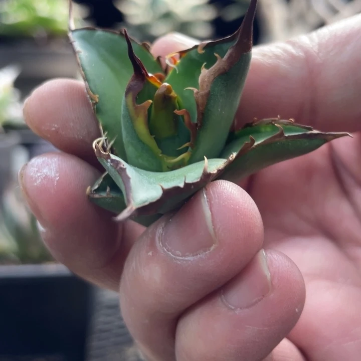 【闪购商品】野二代 顶芽 虫斑