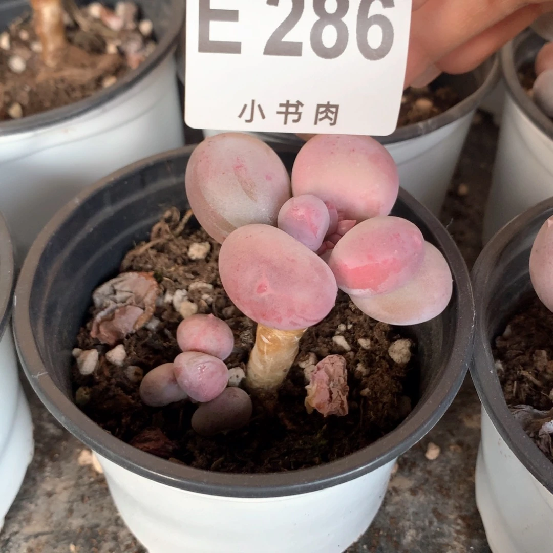 小屁桃小屁桃286多肉