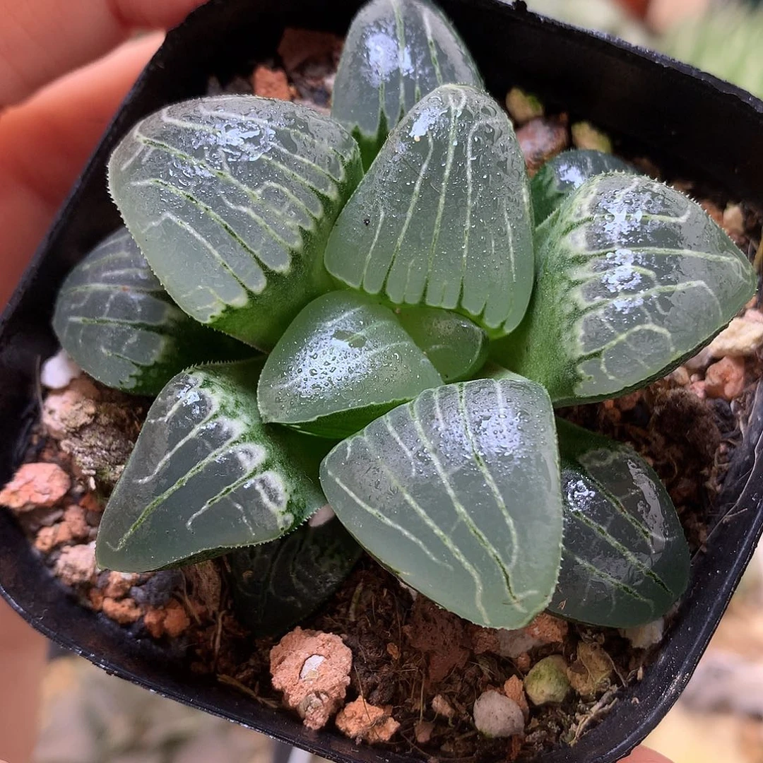 粉色甜心克带盆土发货tlo