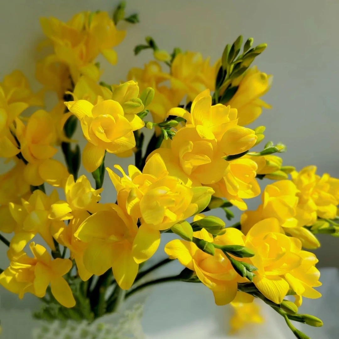 【特价香雪兰随机色拍一发二】昆明鲜花批发次日达包邮