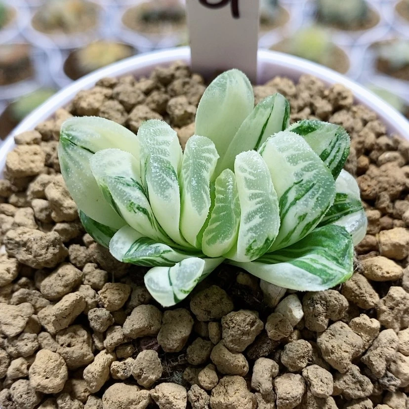 【闪购商品】87绿玉扇锦