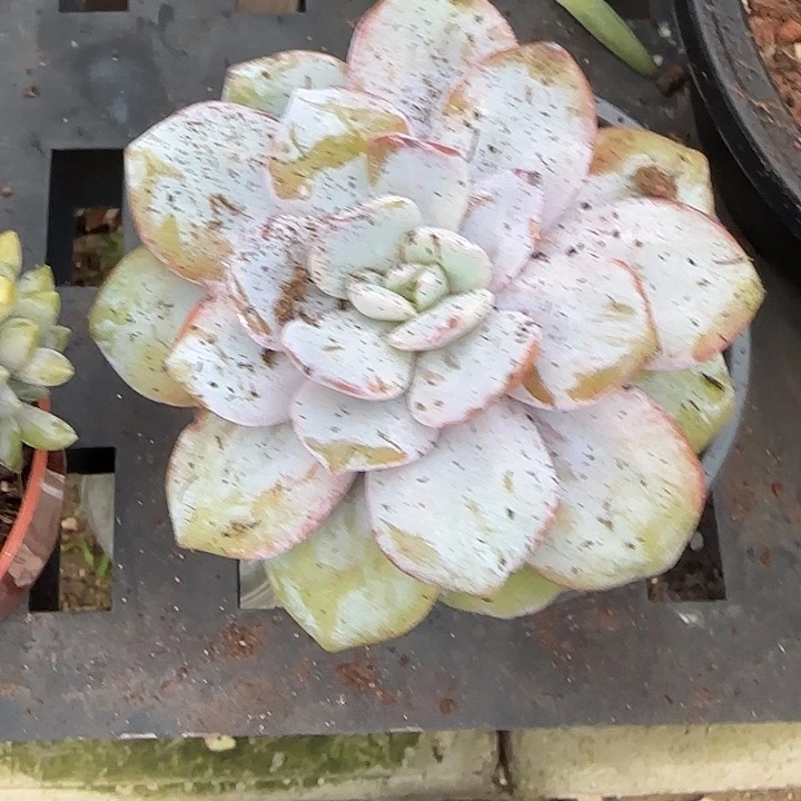 青蛙王子儿童牙膏11