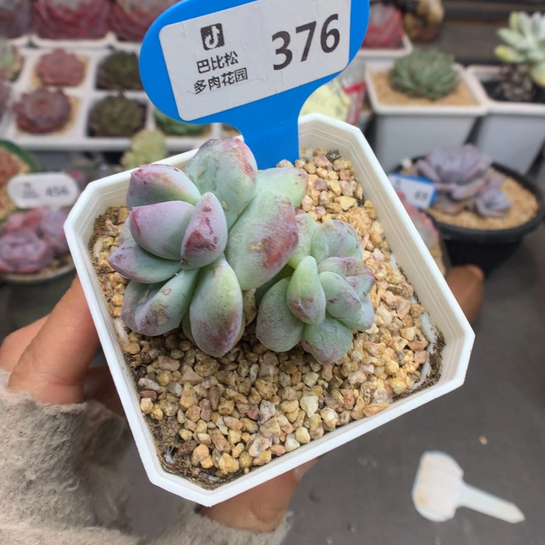 376双头嘴巴冰玉石化多肉