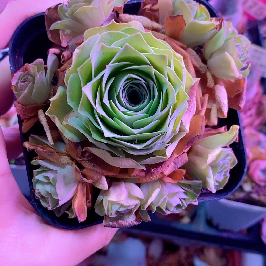 樱***桃山地玫瑰一物一拍189梓鸢