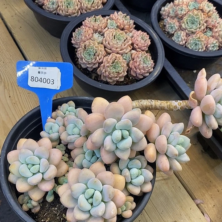 红洛神福利804003