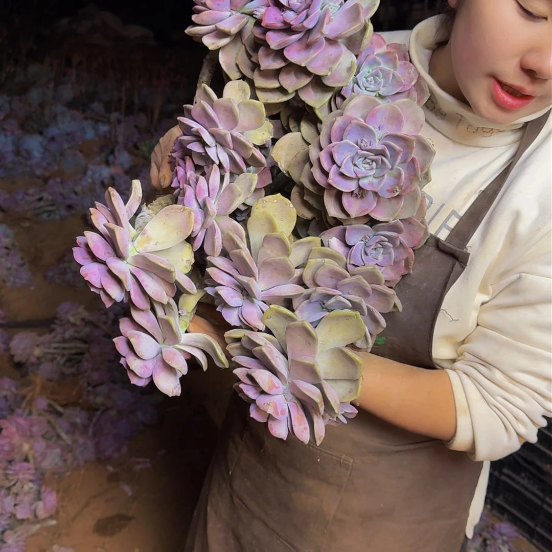 紫乐 一颗断枝断头不包损