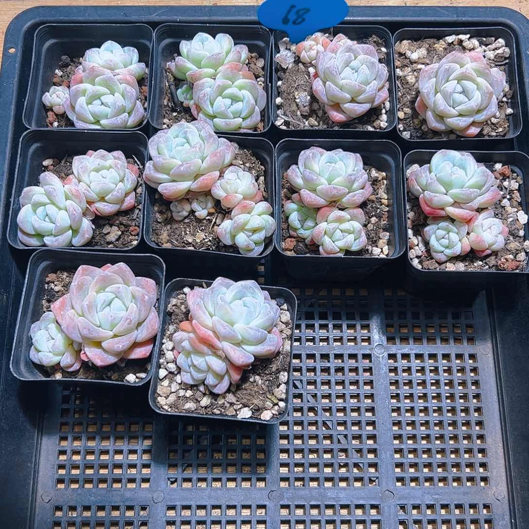 冰玉十颗68号（不包整）