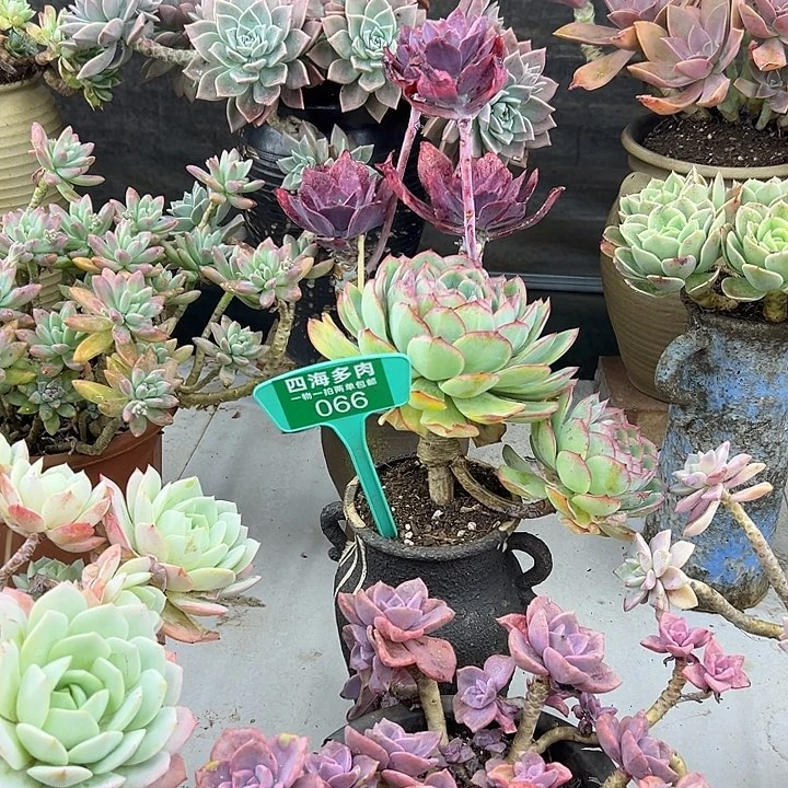 时***一城路多肉植物资源066