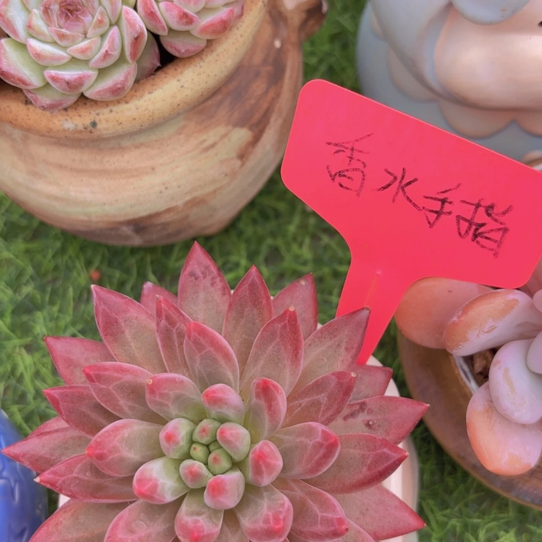 瓜***子我的小可爱们都好可爱