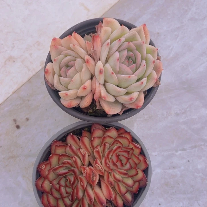 健健康康平平安安