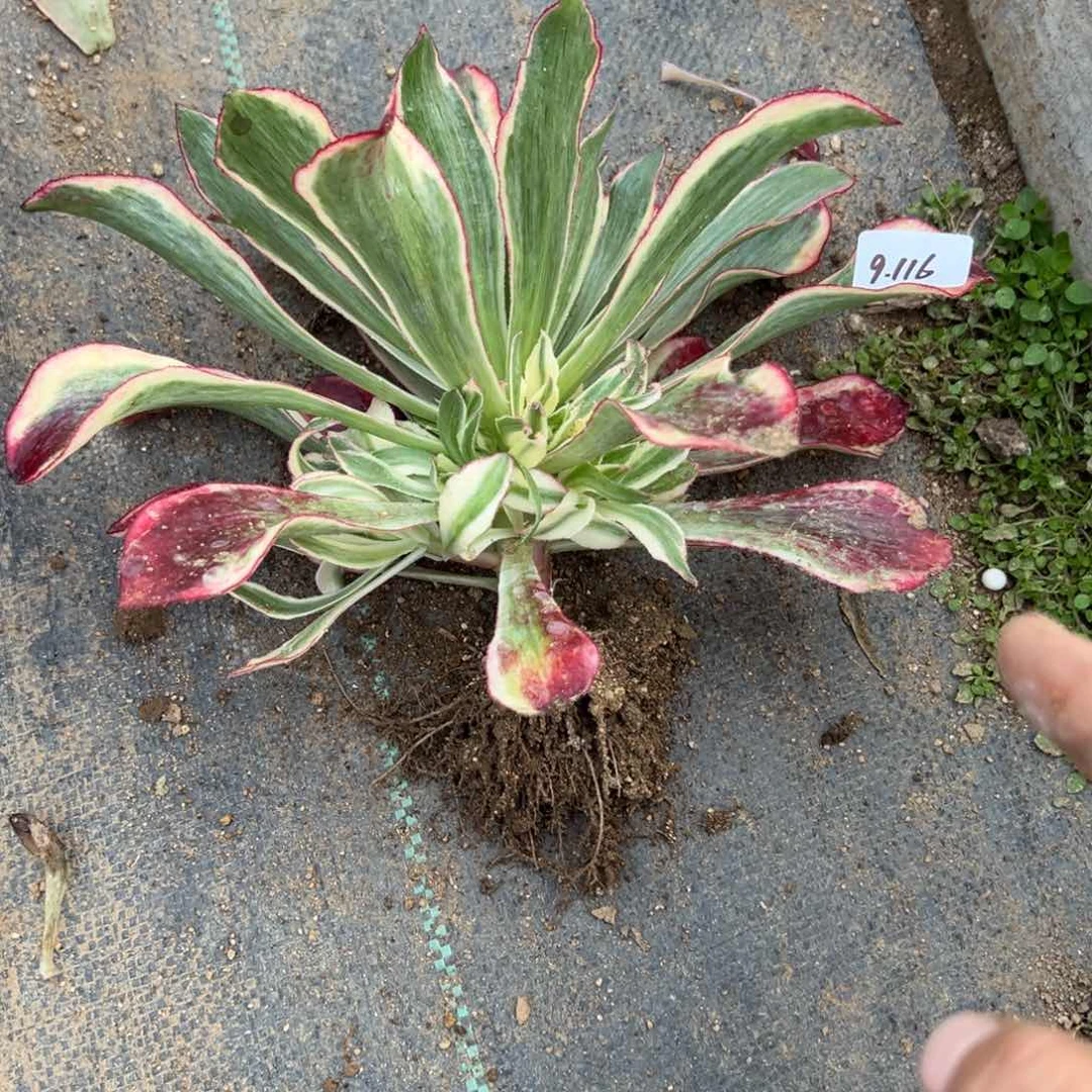 116魅影多肉多肉多肉