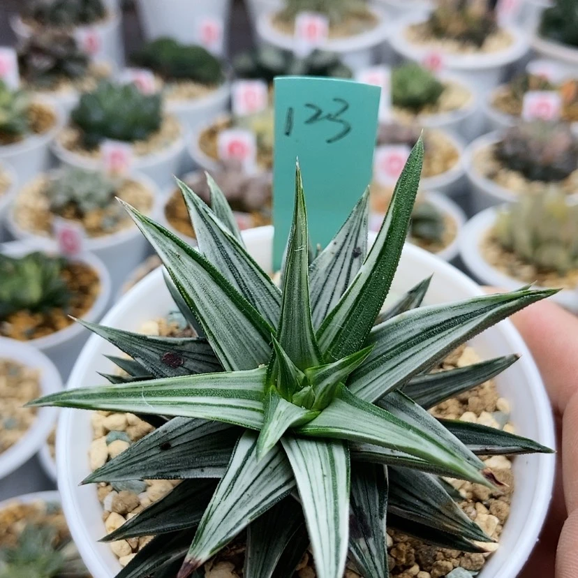 【闪购商品】123白象牙塔jin