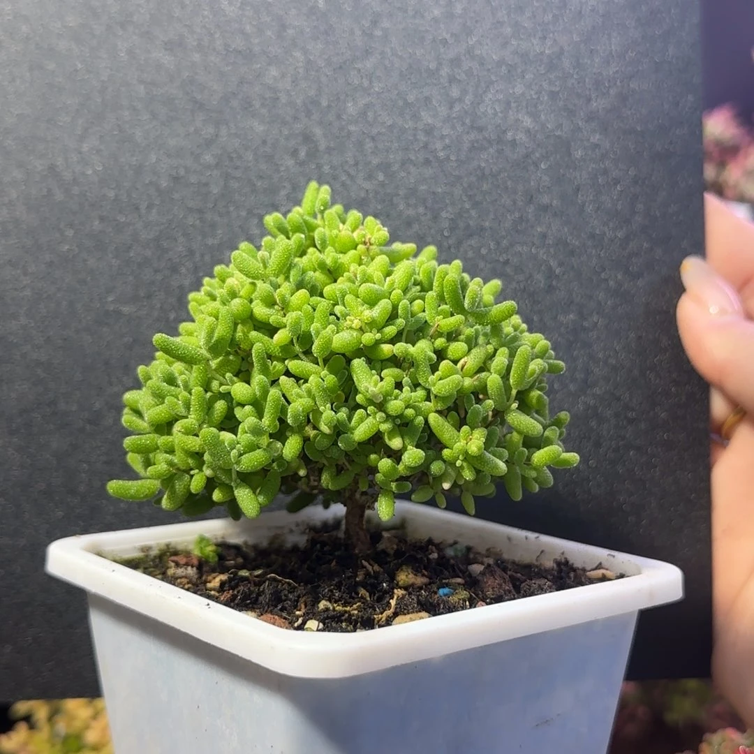 dy1079圣诞树蜜橘带配件