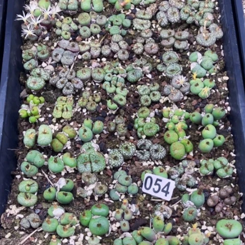 054肉缀大筐一物一图如图