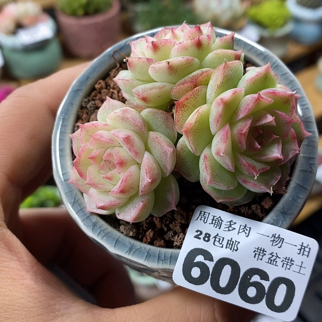 精控多肉植物6060