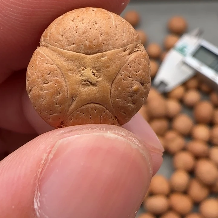 凤眼菩提吊坠尼泊尔17.4