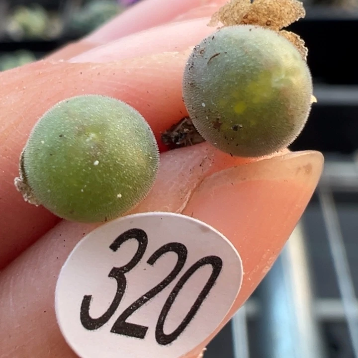 320号双11福利价格不代表平时价格