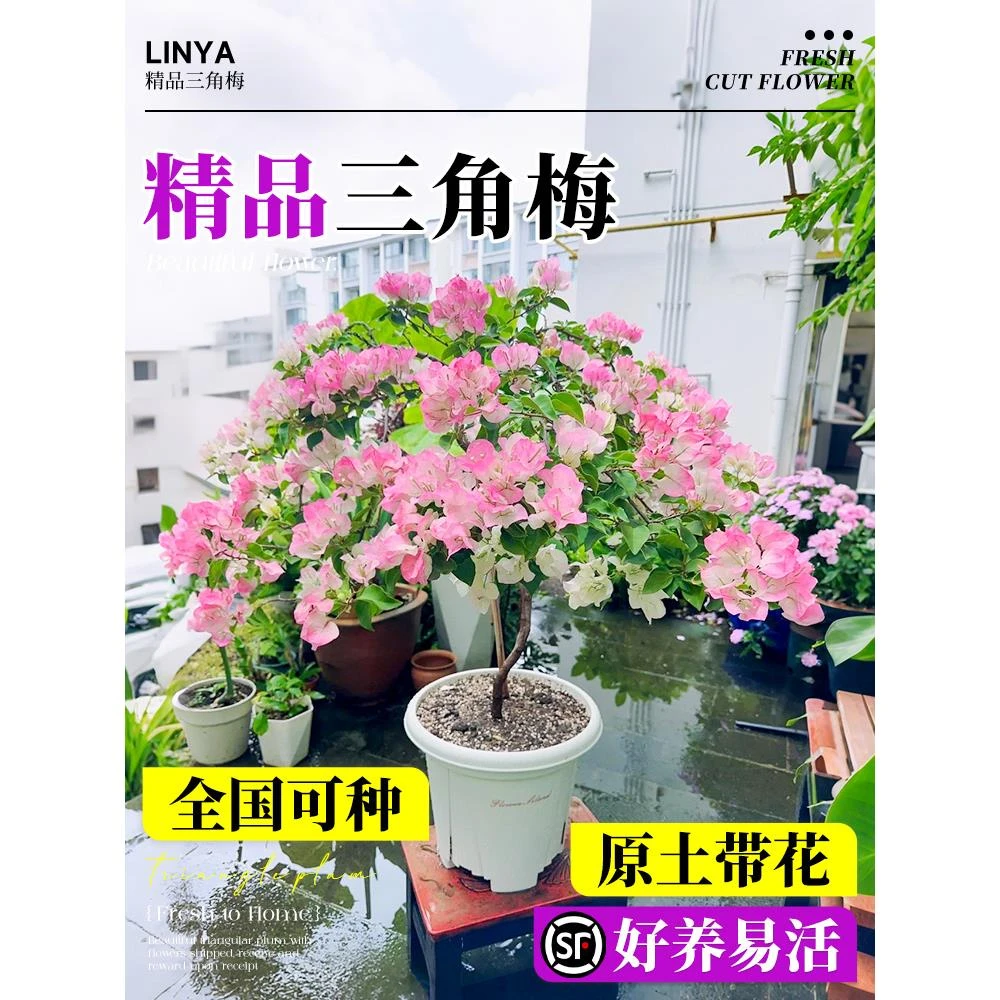 漳红樱三角梅盆栽重瓣绿樱四季开花卉带花发货阳台好养老桩绿植物
