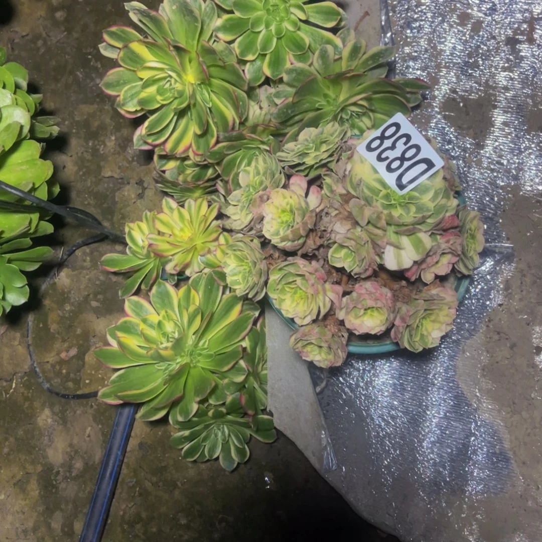 一堆法师16-51包邮