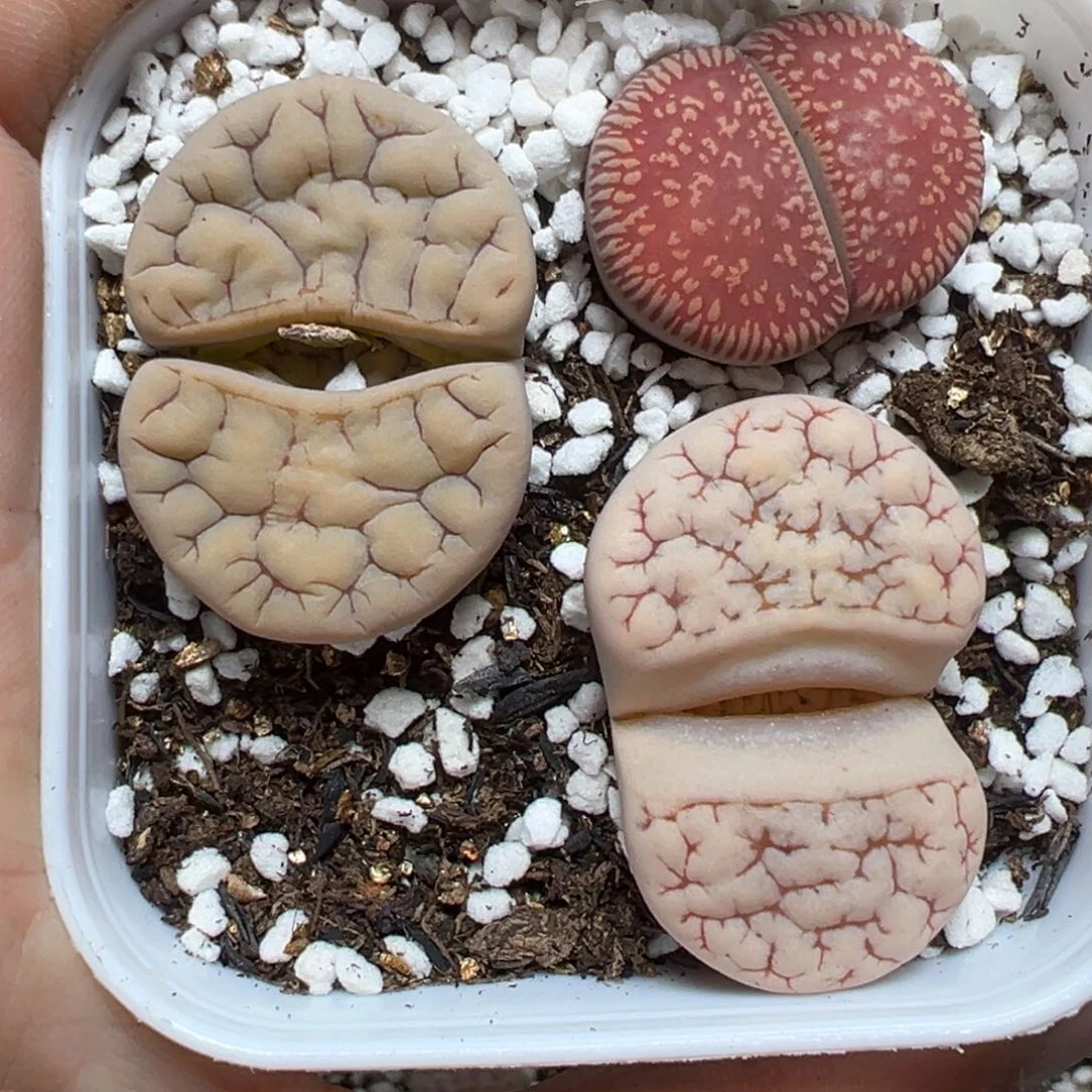 【闪购商品】613……