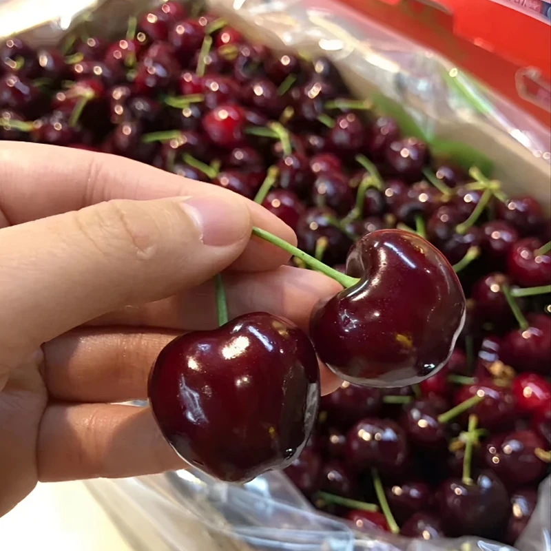 顺丰海运智利车厘子进口大樱桃J-5JJJJ新鲜水果礼盒装内附果径卡