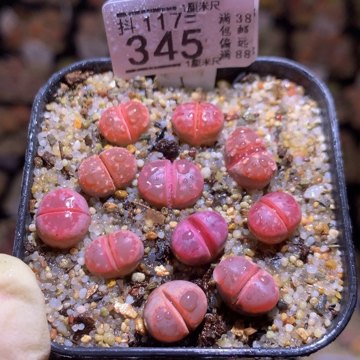 精品生石花117.345