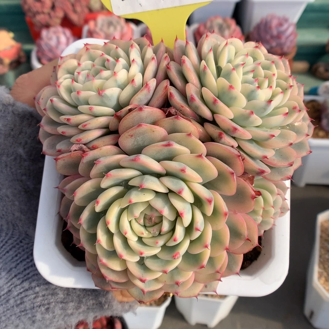 22姬莲锦多肉植物