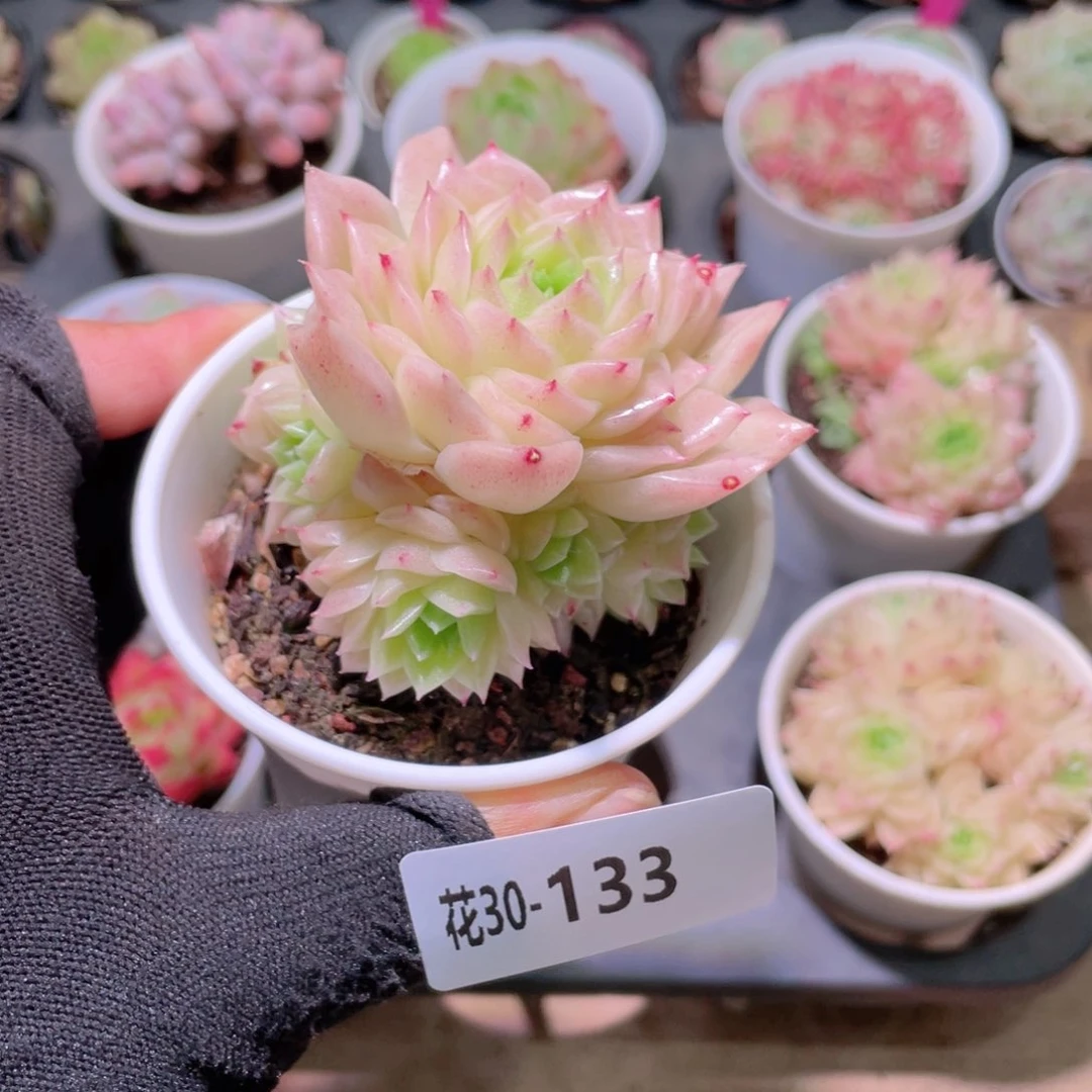 花利美30-133幻影