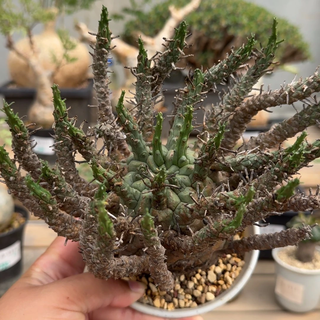 460俱利伽罗玉大戟原价2680