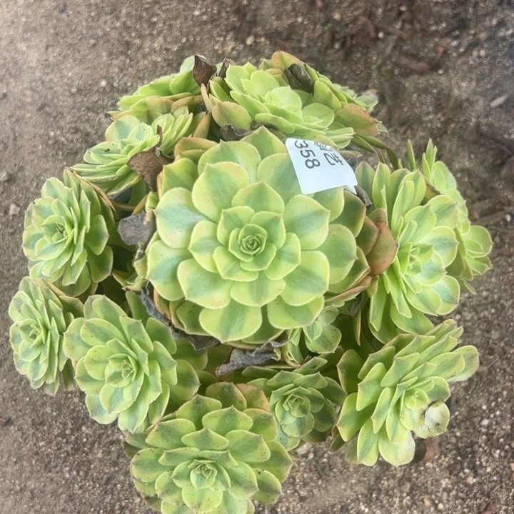 雨荷手捧多肉植物358