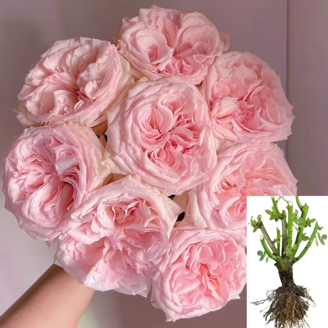 【粉荔枝】云南玫瑰花苗基地直发绿植大花浓香四季开花直播阳台好养