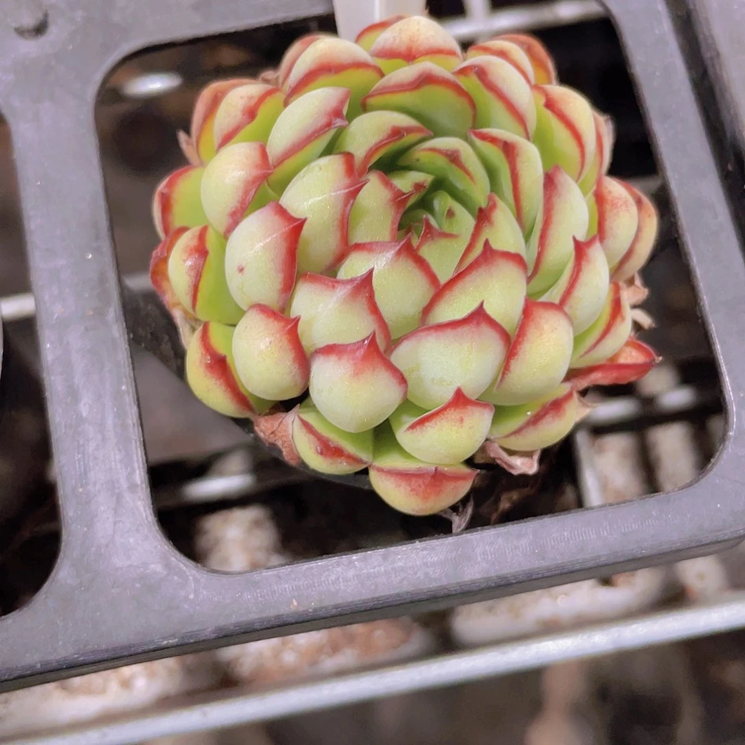 L****n梦幻玫瑰e074一物一拍