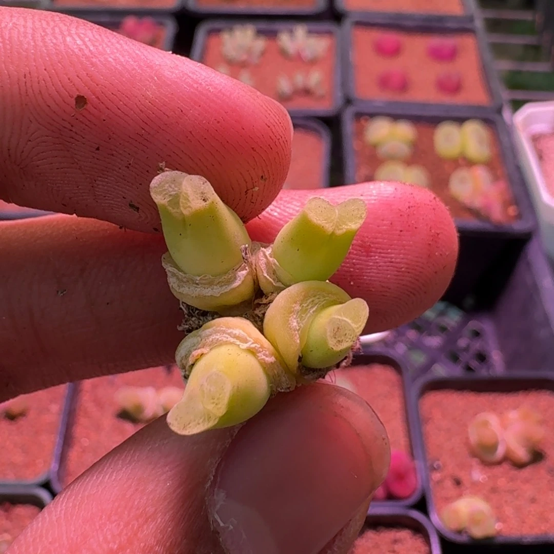 云缦精品番杏24.2