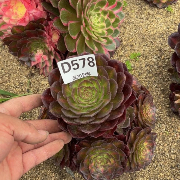 瑞妈多肉植物578