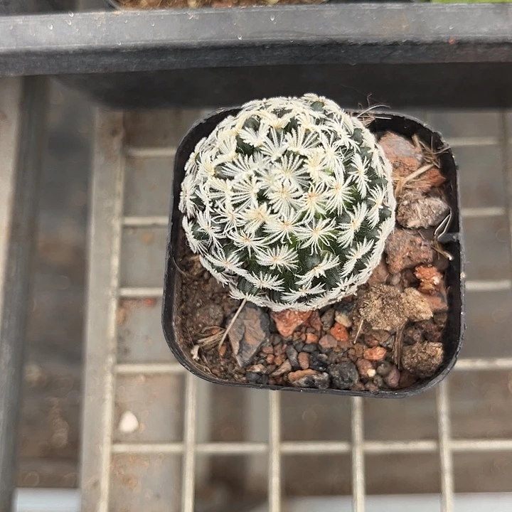 我也不知道我为什么要这样