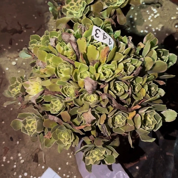 443男神多肉植物不售后