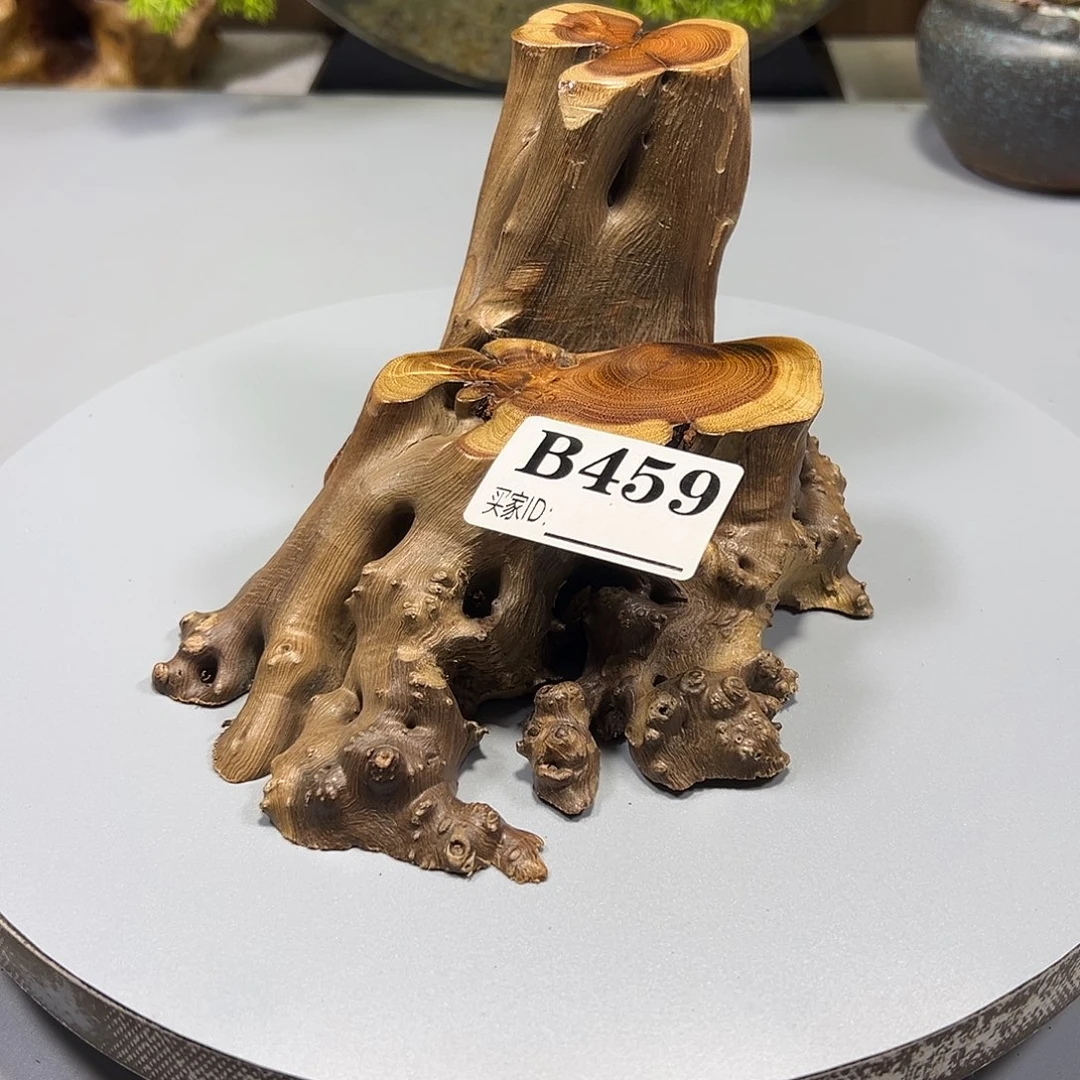 大果紫檀（缅甸花梨）三****u