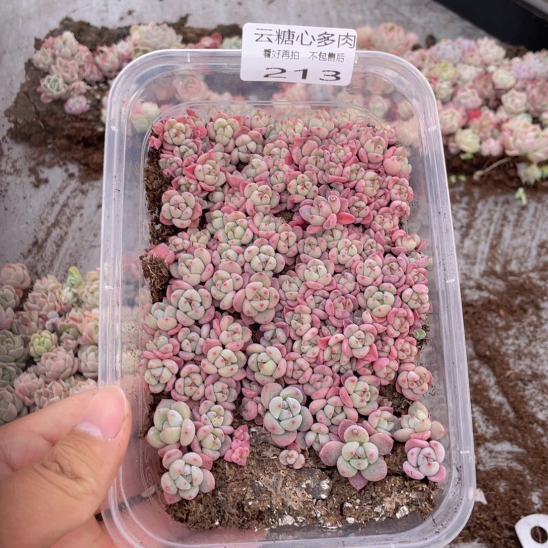 云糖心多肉植物213