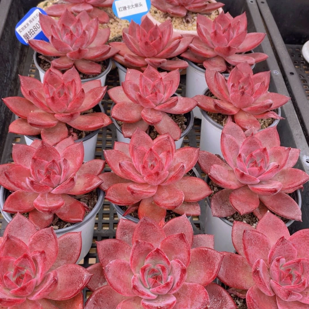 量拍80号 红糖卡大单头一个