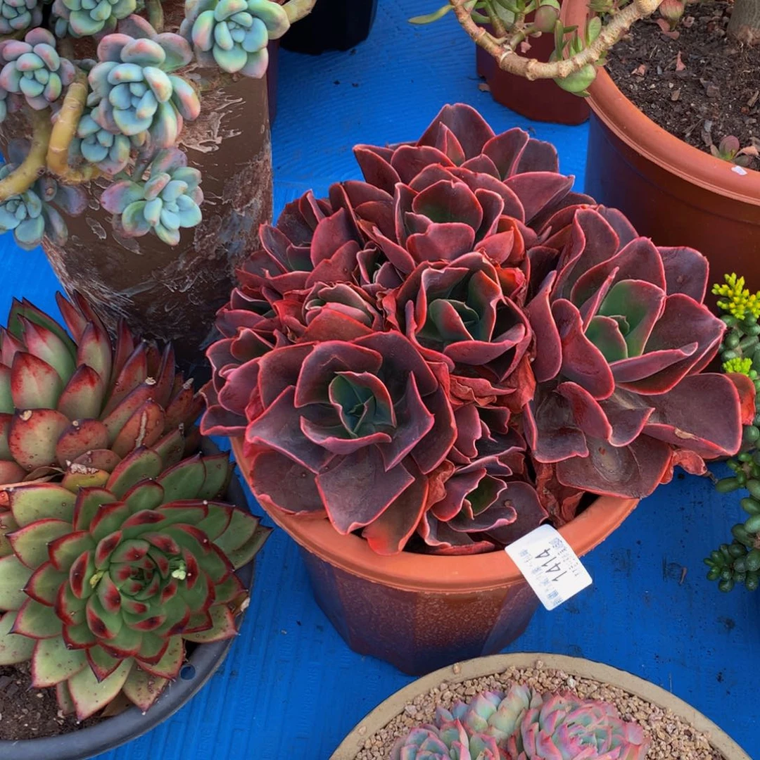 萌*1414红酒杯多肉