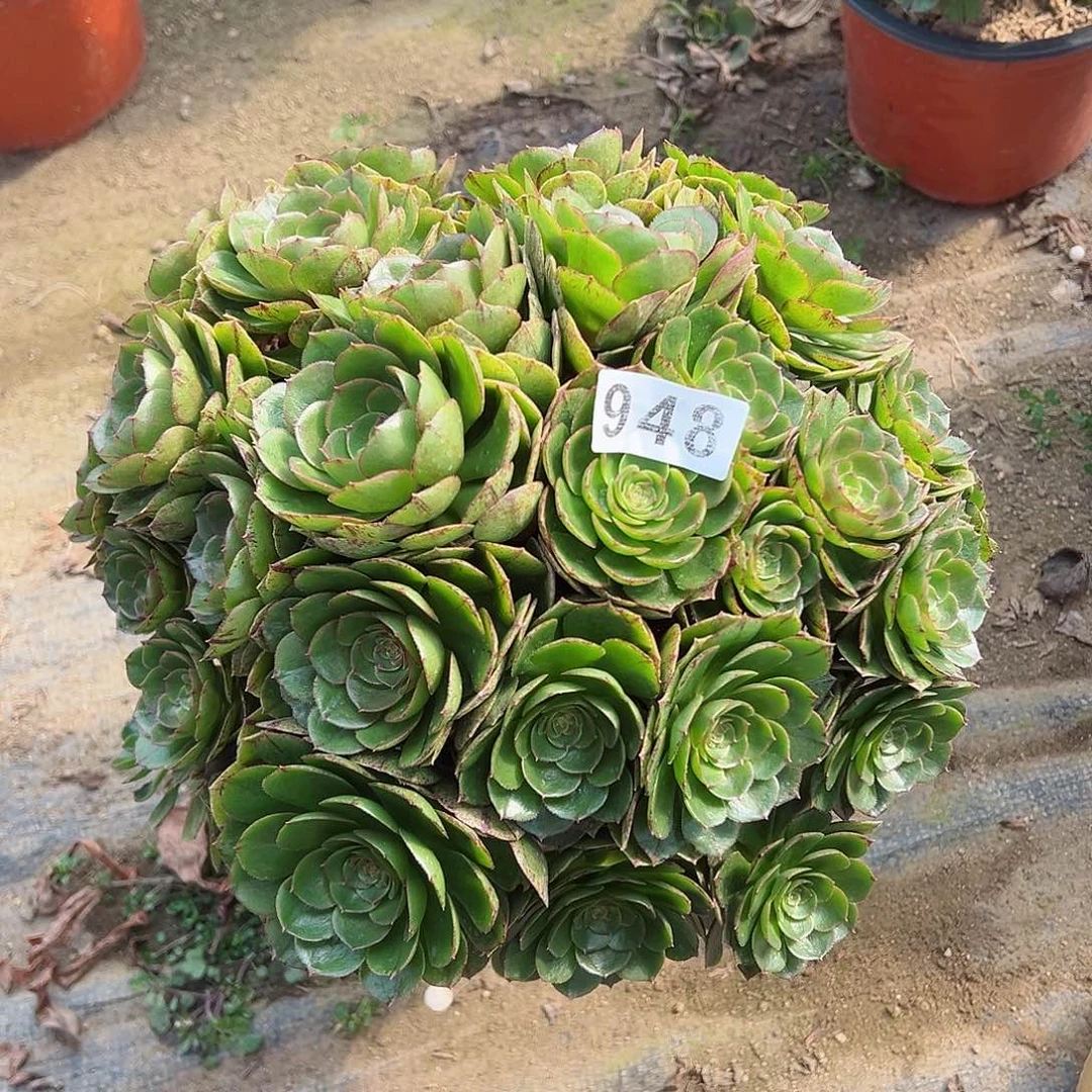 紫砂茶宠万拉丝老桩一颗948