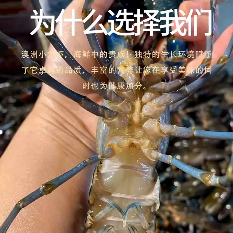 【活虾发货】3斤包活到家澳州淡水龙虾塘口直发顺丰包邮鲜美蓝龙虾