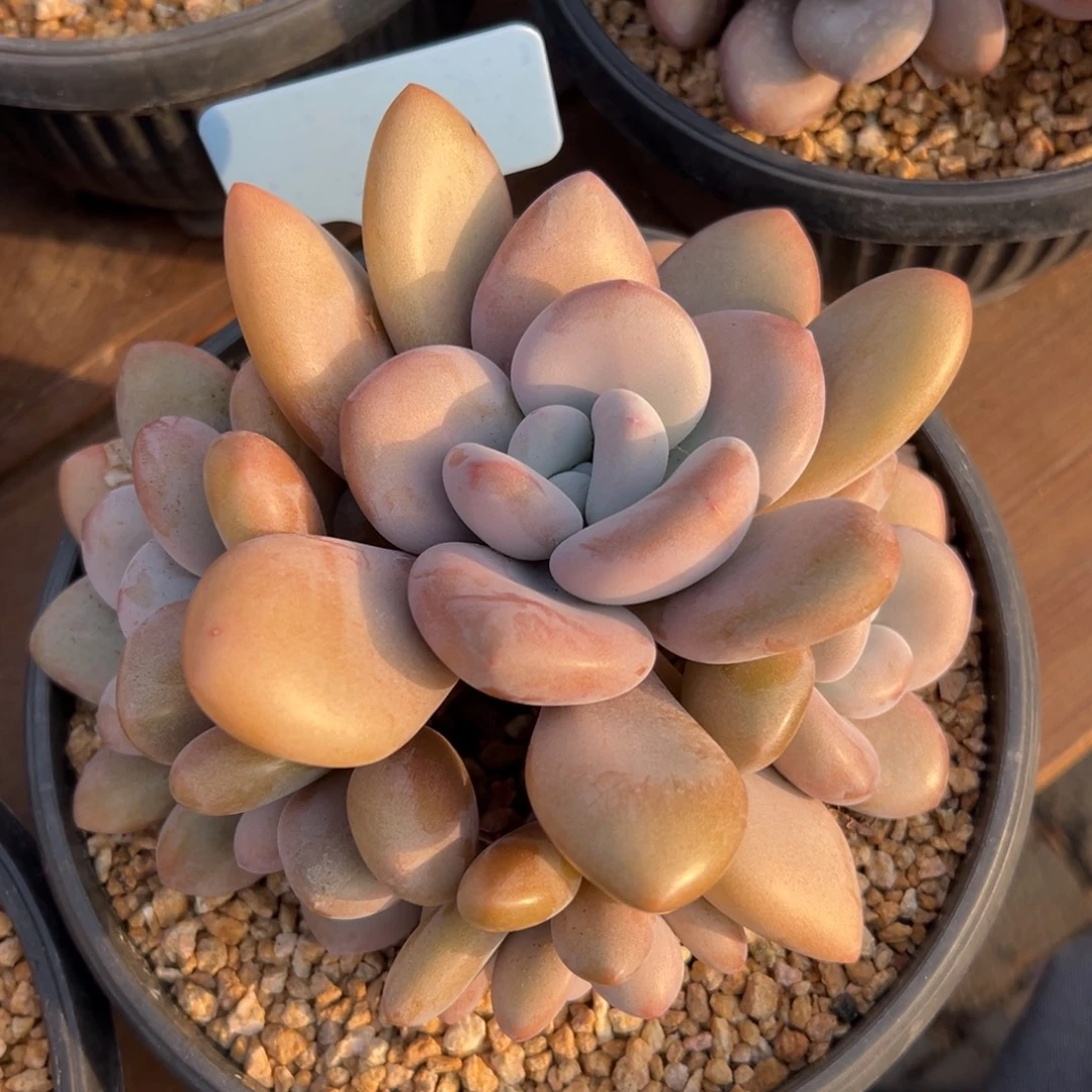 拉拉奶1111111111111