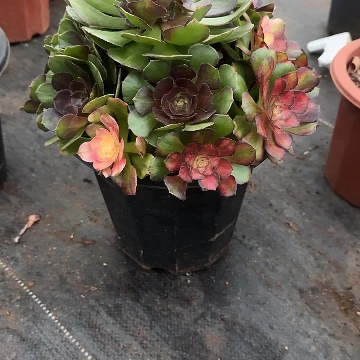精品多肉植物0000