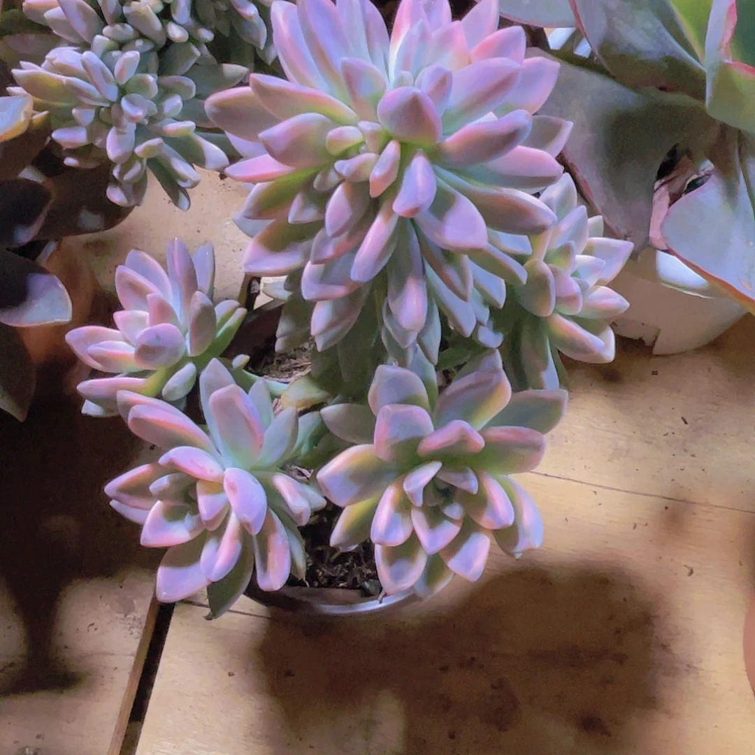 独***风0000000000000075